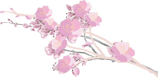 Веточка Сакуры аниме