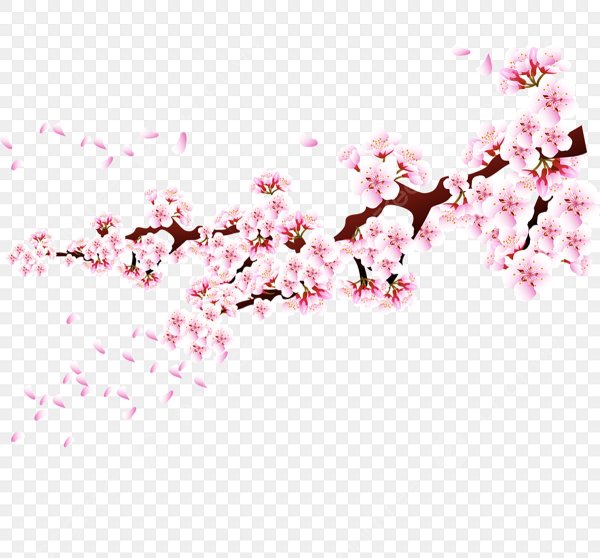 Ветка Сакуры без фона