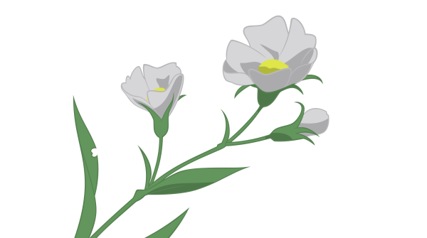 Цветы рендер