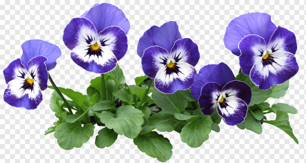 Анютины глазки цветы листики