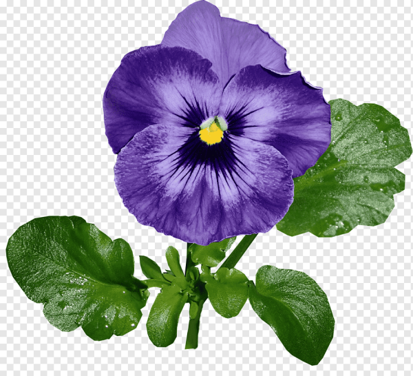 Фиалка сенполия на белом фоне