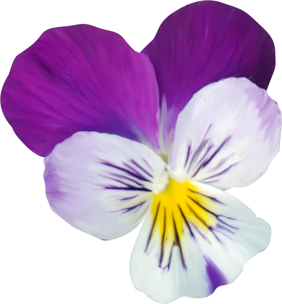 Цветы на прозрачном фоне