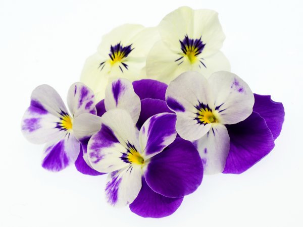 Виола Анютины глазки на белом фоне