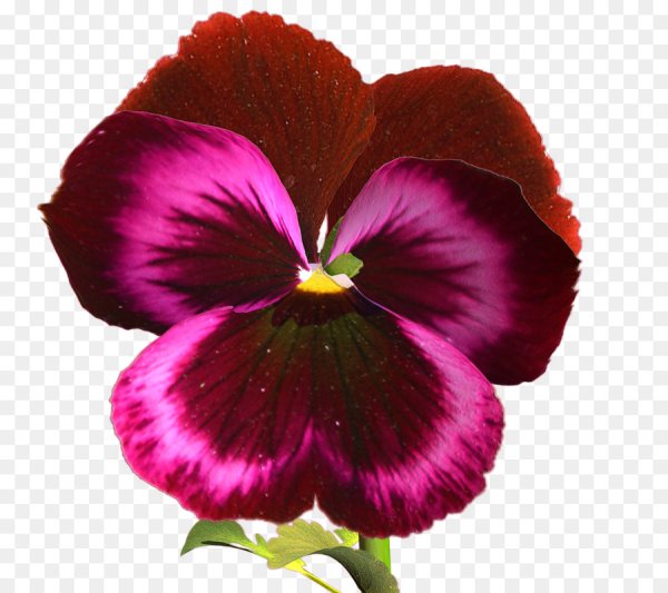 Пурпурные Анютины глазки