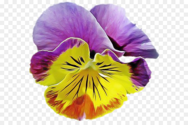 Анютины глазки ПГН