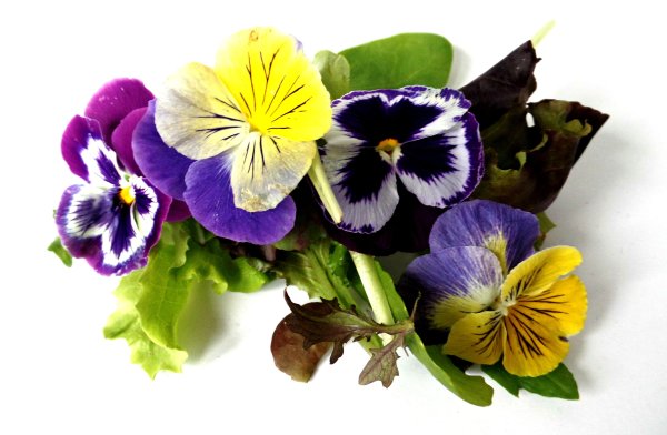 Анютины глазки тычинки