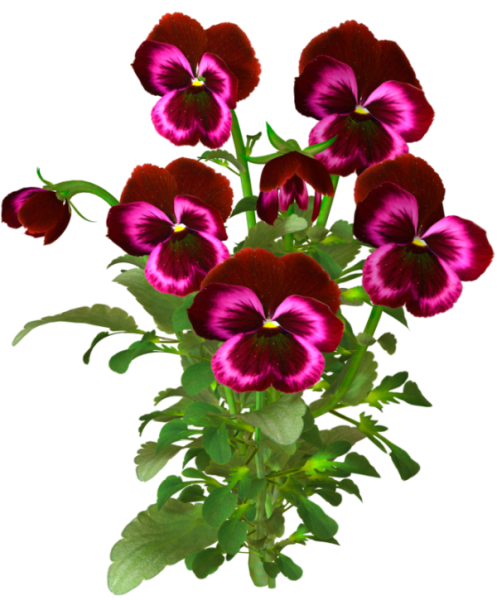 Виола Анютины глазки на белом фоне