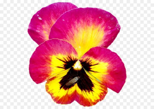 Анютины глазки для фотошопа