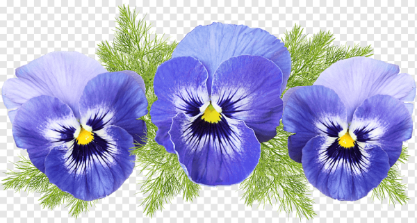 Анютины глазки для детей