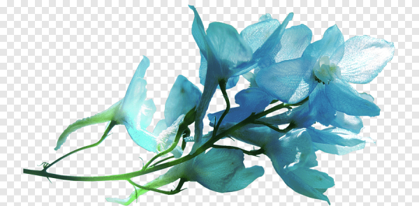 Голубые цветы на прозрачном фоне
