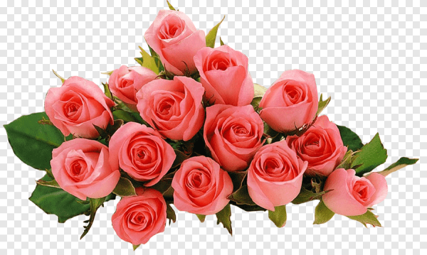 Красивые розы на прозрачном фоне