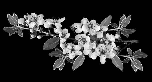 Ветка яблони на памятник