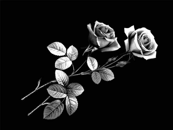 Розы для гравировки на пам