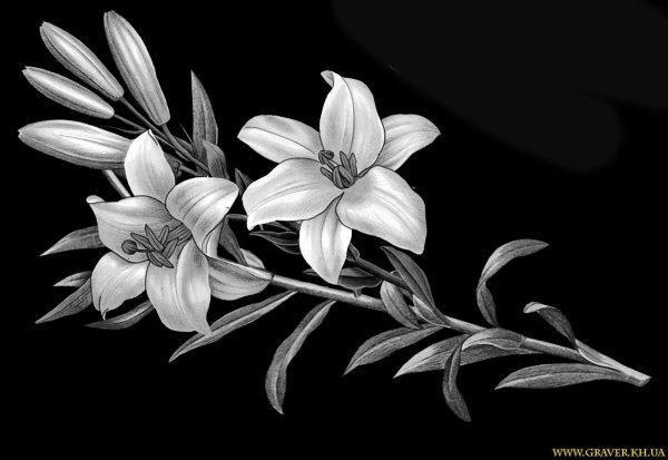Лилии для гравировки на памятнике
