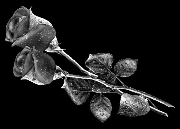 Розы для гравировки