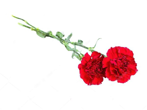 Гвоздики 2 штуки