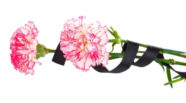 Две гвоздики с черной лентой