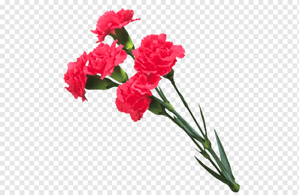 Гвоздики на прозрачном фоне