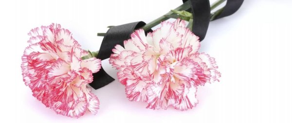 Гвоздики перевязанные черной лентой