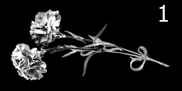 Гвоздики ретушь