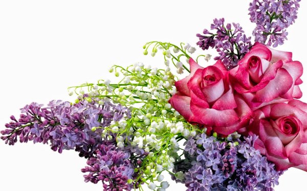 Цветы без фона