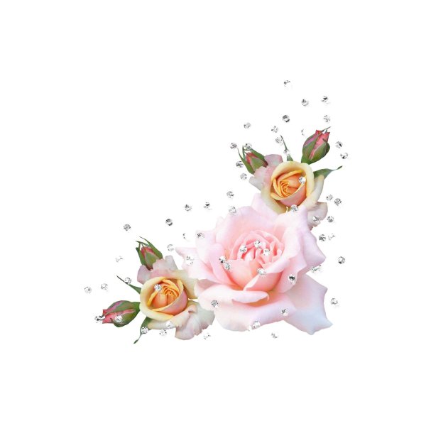 Уголки с розами на прозрачном фоне