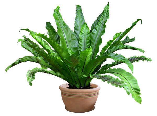 Комнатные растения без фона