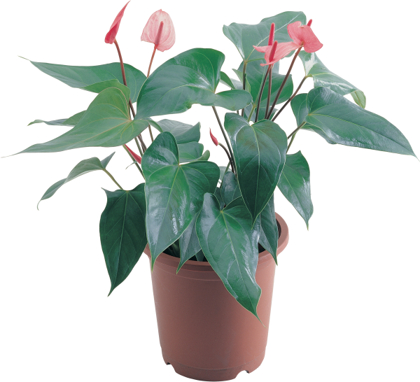 Комнатные растения без фона