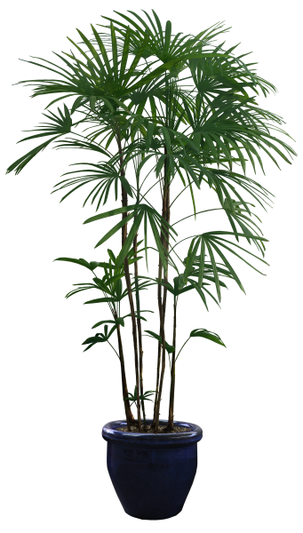 Пальма пятилистная