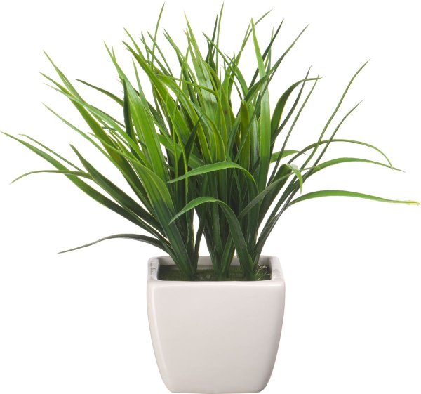 Осока в белом горшке