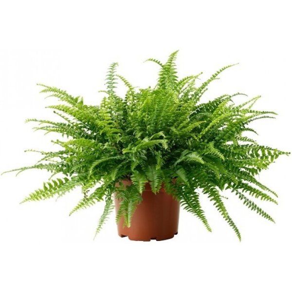 Папоротник Бостон (нефролепис)