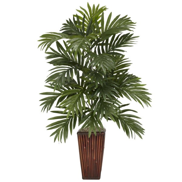 Пальма Арека (Arecaceae)