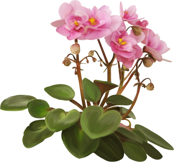 Комнатные цветы на прозрачном фоне