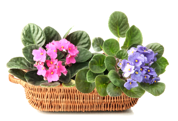 Узамбарская фиалка на белом фоне