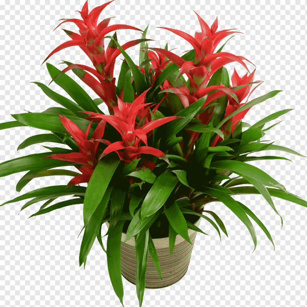 Guzmania комнатный цветок