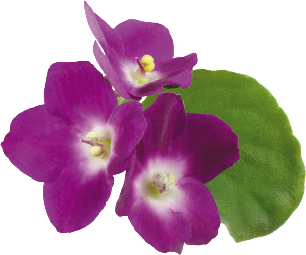 Цветы фиалки на прозрачном фоне