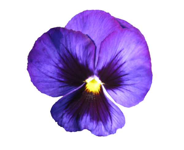 Фиалка на прозрачном фоне