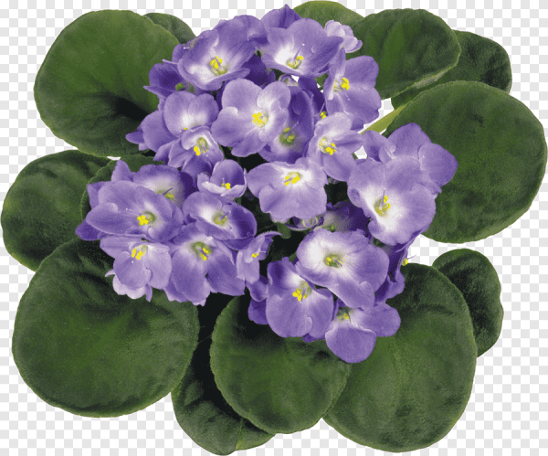 Узамбарская фиалка на белом фоне