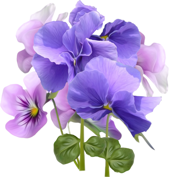 Анютины глазки вектор