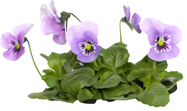 Цветы фиалки на прозрачном фоне
