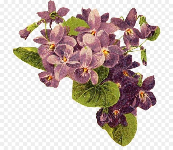 Букет фиалок на прозрачном фоне