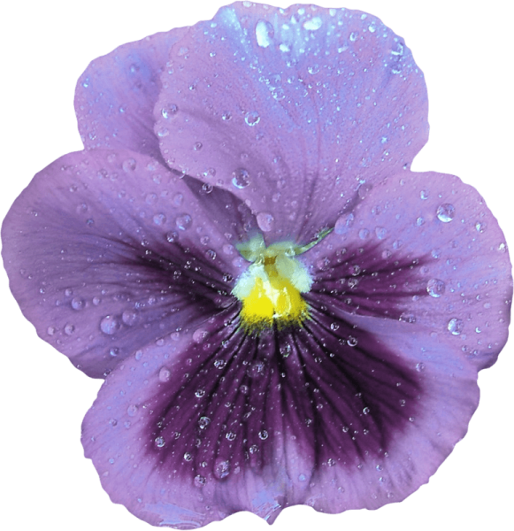 Фиалка на белом фоне