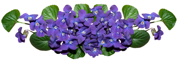 Букет фиалок на белом фоне