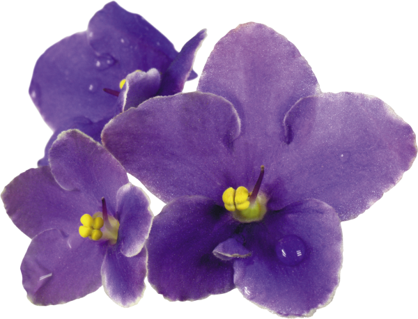 Фиалка Вайолет