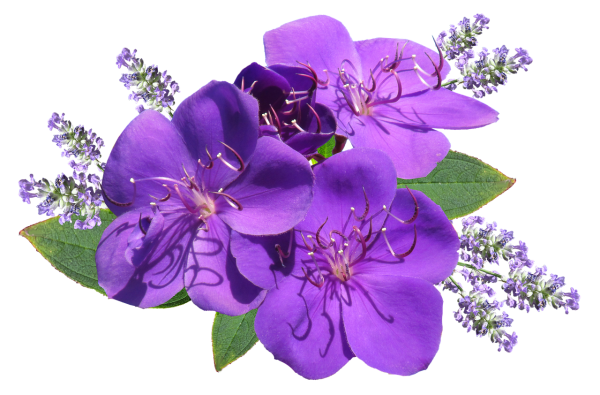 Цветы на прозрачном фоне