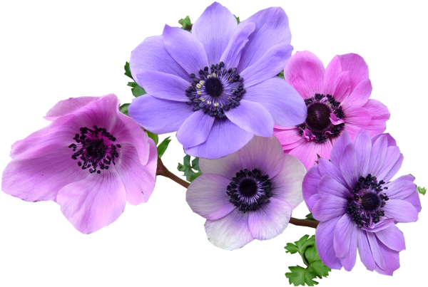 Анемоны Анютины глазки