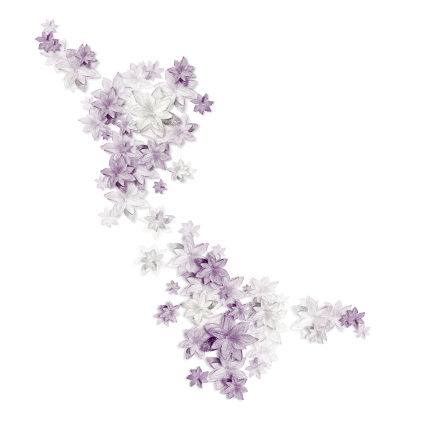 Сиреневые цветы на белом фоне