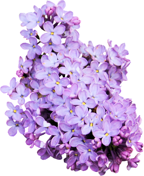 Сирень Флауэр перпл