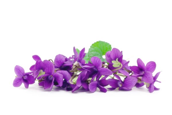 Сиреневые цветы