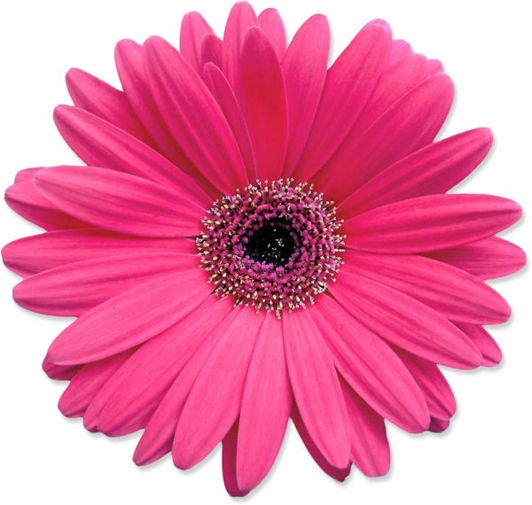 Гербера вид сверху